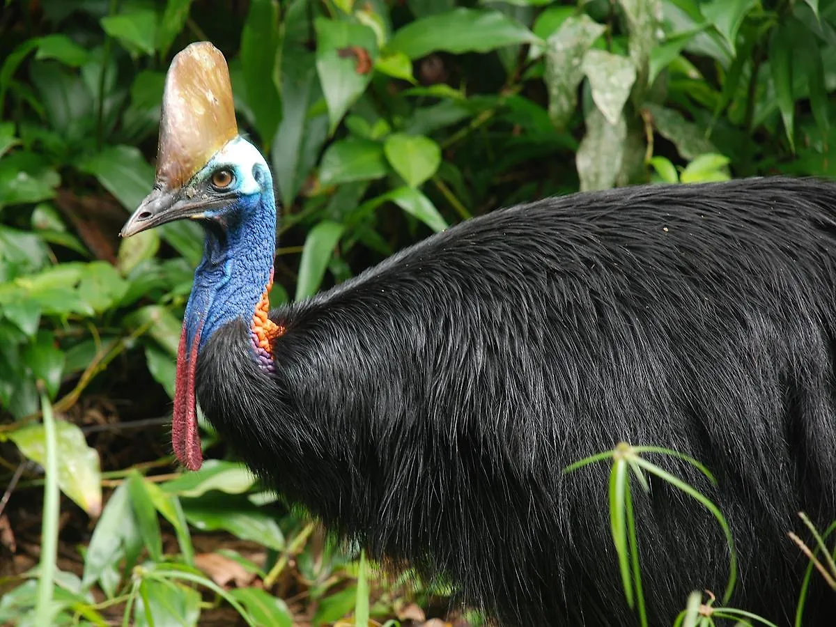 Daintree Peaks Eco Stays